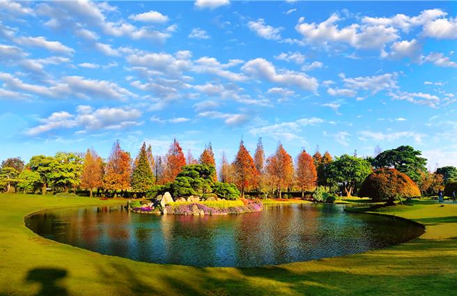 成美文化园的落羽松转红，预计春节期间是最佳观赏期间，绯红如日出的落羽松，灿烂动人，很适合携家带眷到园区走春。(成美文化园提供)