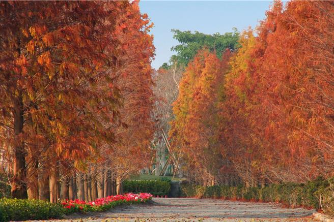 每年12月至隔年3月，迎来落羽松季，园区超过200颗落羽松逐渐转红，黄红相间的层次总吸引大批游客到此赏景、拍照。(成美文化园提供)