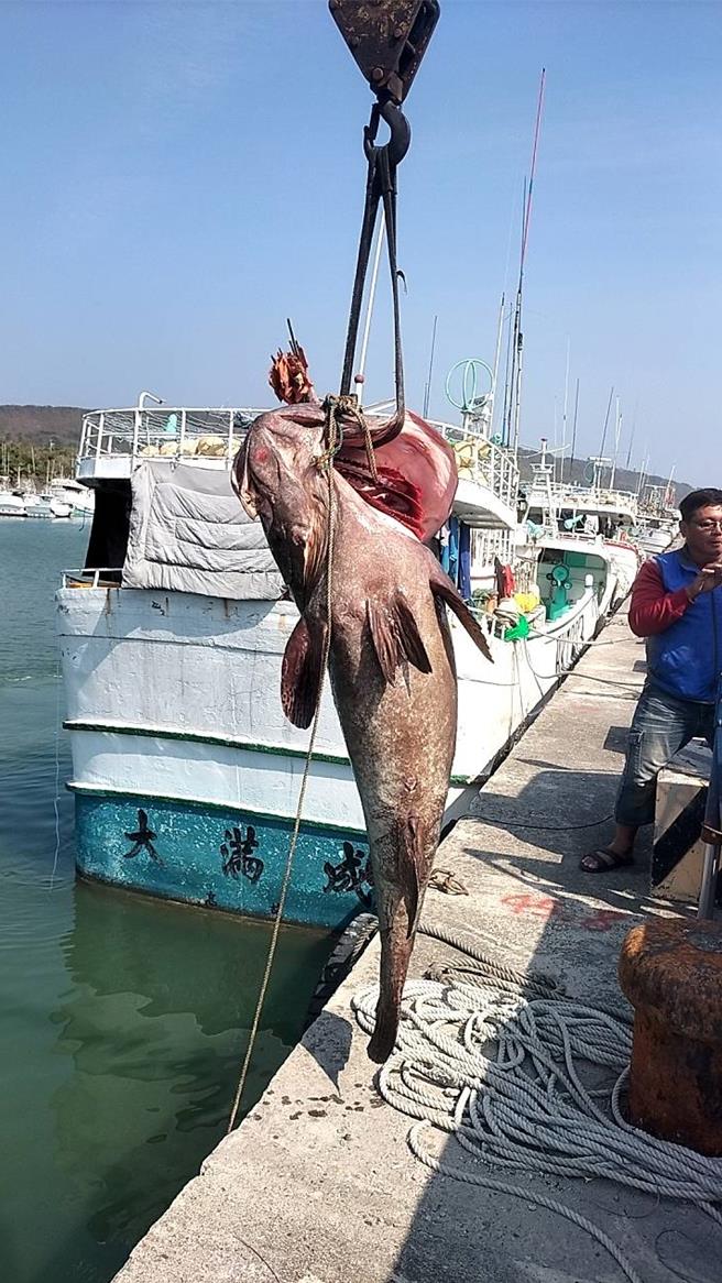 屏東小琉球洪姓漁民日前捕獲1隻重達110公斤的巨大龍膽石斑，因市場稀有又新鮮，最終以總價逾6萬賣出，漁民喜獲年終大紅包。（民眾提供／謝佳潾屏東傳真）