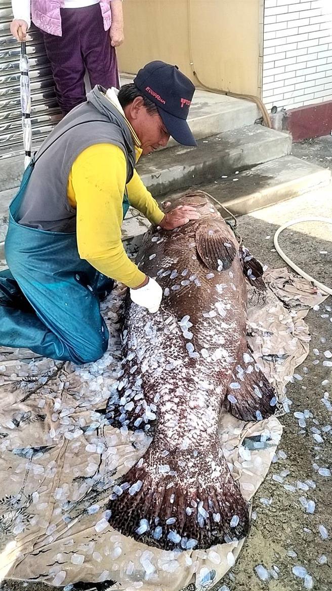 屏東小琉球洪姓漁民日前捕獲1隻重達110公斤的巨大龍膽石斑，因市場稀有又新鮮，最終以總價逾6萬賣出，漁民喜獲年終大紅包。（民眾提供／謝佳潾屏東傳真）