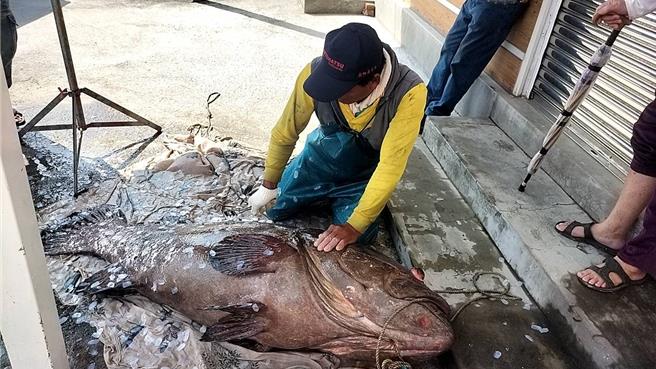 屏東小琉球洪姓漁民日前捕獲1隻重達110公斤的巨大龍膽石斑，因市場稀有又新鮮，最終以總價逾6萬賣出，漁民喜獲年終大紅包。（民眾提供／謝佳潾屏東傳真）