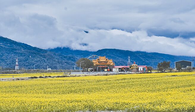 台東縣池上鄉伯朗大道今年種植90公頃油菜花，田中伯公廟成為打卡新亮點，民眾也開心留下經典跳躍照。（蔡旻妤攝）