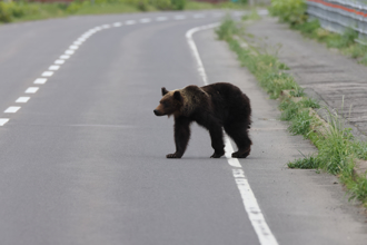 冬眠期「熊出没」闯仓库躲逾2天 学者分析2种可能
