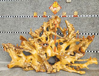 台東 風倒老苦楝樹 化身屏風桌椅伴師生