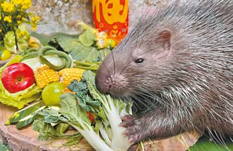 年節加菜 壽山上演動物狂歡節
