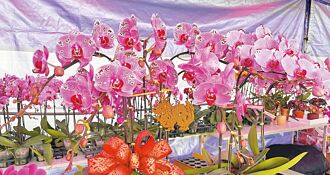 台東 應景長壽花 繽紛討喜