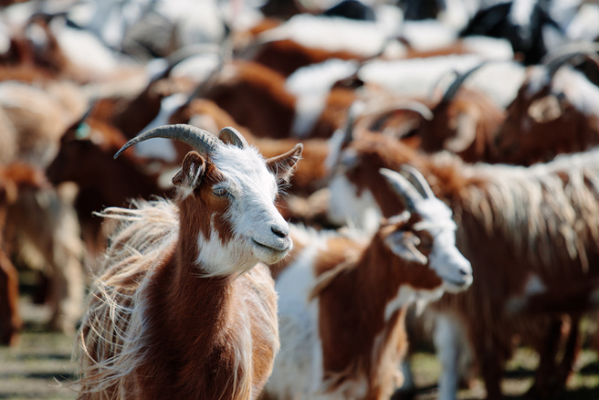 内蒙男友准备的拜年贺礼竟是一只「全羊」，让女子十分震惊。(图:shutterstock/达志)