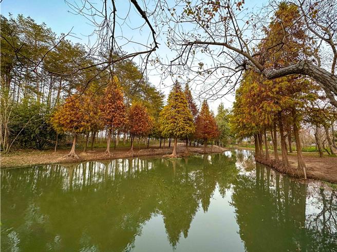 于鱼寮遗址的落羽松已由黄渐渐转红，被称为嘉义版的忘忧森林、龙猫隧道。（嘉义县政府提供∕吕妍庭嘉义传真）