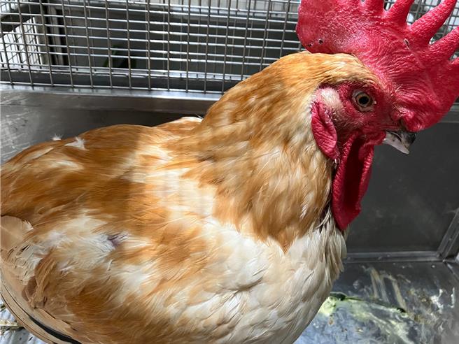 在环河快速道路受困的鸡，成功救援，脱离险境。(黄敬文翻摄)