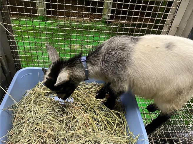 迷路的小羊还在北市动保处等待主人带牠回家。(黄敬文翻摄)