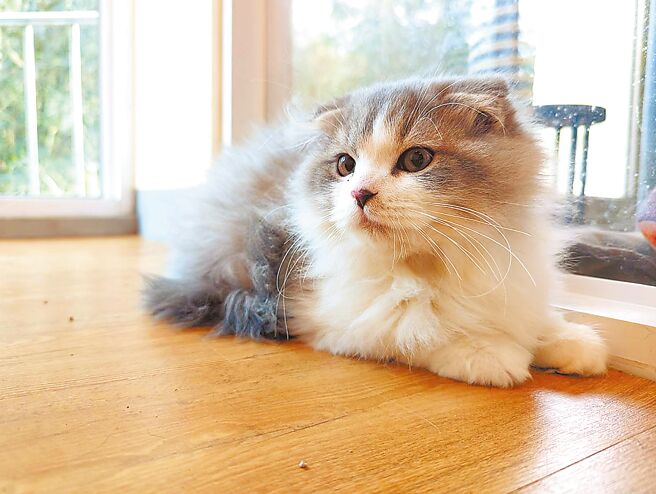 嘉義縣開放15隻可愛喵星人認養登記，將於29日公開直播抽籤。（嘉義縣政府提供／廖素慧嘉縣傳真）