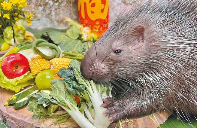 高雄市壽山動物園為動物們準備年菜大餐，冠豪豬「小芋頭」忙著享用。（高市觀光局提供／柯宗緯高雄傳真）