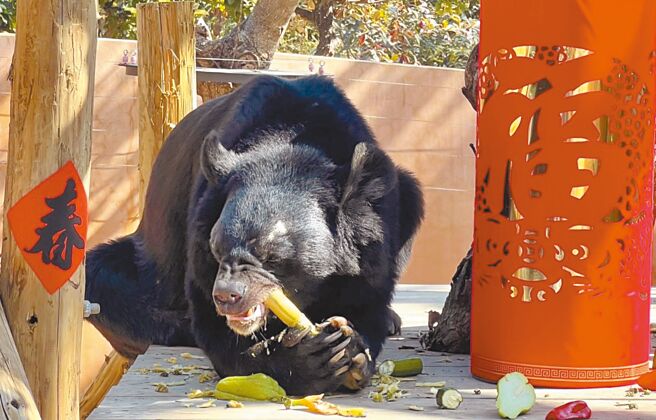 高雄市壽山動物園為動物們準備年菜大餐，黑熊「波比」興奮品嘗白甘蔗。（高市觀光局提供／柯宗緯高雄傳真）