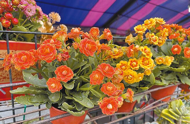 長壽花花名寓意吉祥，成為年節應景花卉新選，進口品種「潔妮瓦」花色暖橘，花緣澄黃漸層，色系與金財相近，是業者主推的龍年招財、開運植物。（蕭嘉蕙攝）