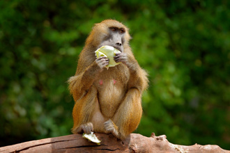 狒狒狂生超負荷 動物園殺一半給食肉動物「加菜」