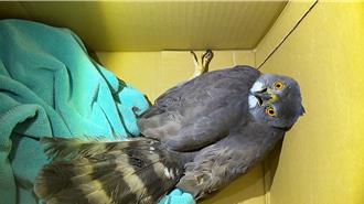 車內傳怪聲 他驚見保育類「鳳頭蒼鷹」躲保險桿取暖