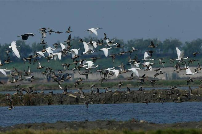 茄萣湿地公园冬季候鸟生态。（高雄市政府观光局提供／林雅惠传真）
