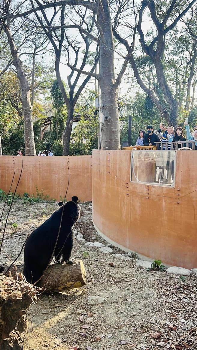 寿山动物园动物明星台湾黑熊「波比」大年初三站立见客。（柯宗纬翻摄）