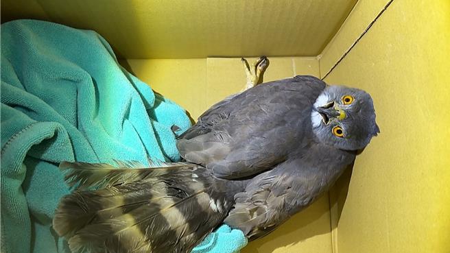 保育類野生動物鳳頭蒼鷹脫困後，初步檢視無外傷。（讀者提供／蕭嘉蕙台東傳真）