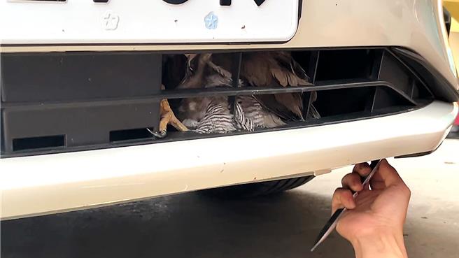 保育類野生動物鳳頭蒼鷹受困車前保險桿。（讀者提供／蕭嘉蕙台東傳真）