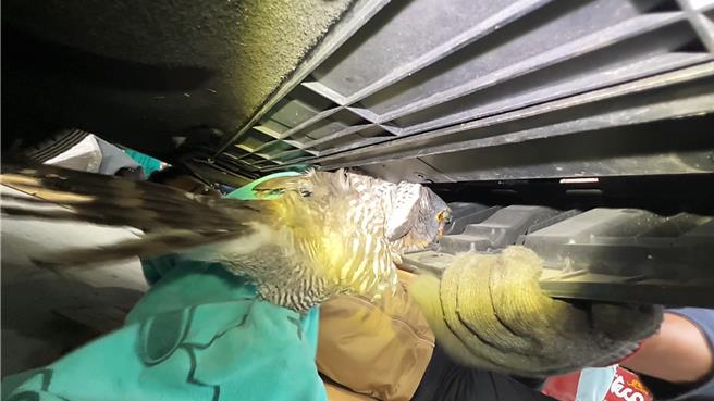 汽車維修廠人員拆解車體，順利救出受困的鳳頭蒼鷹。（讀者提供／蕭嘉蕙台東傳真）