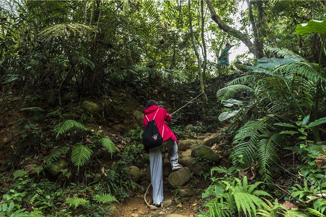 新埔鎮「飛龍步道」進入登山口後有綁好的繩索一路往上攀走。（羅浚濱攝）