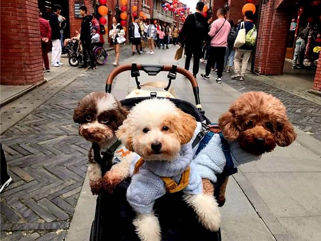 帶萌寵至傳藝走春的民眾，也可一起來幫毛孩點燈，到新春轉運市集選購寵物零食，與毛孩幸福歡喜過好年！（全連善美的文化藝術基金會提供／吳佩蓉宜蘭傳真）