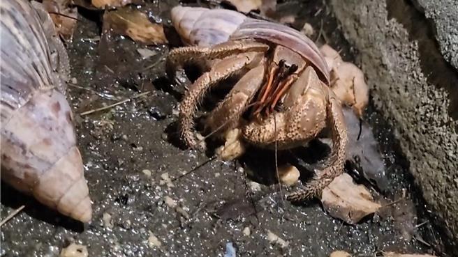 短腕陆寄居蟹大年初一夜访民宅，屋主招待饲料大餐享用。（读者提供／萧嘉蕙台东传真）