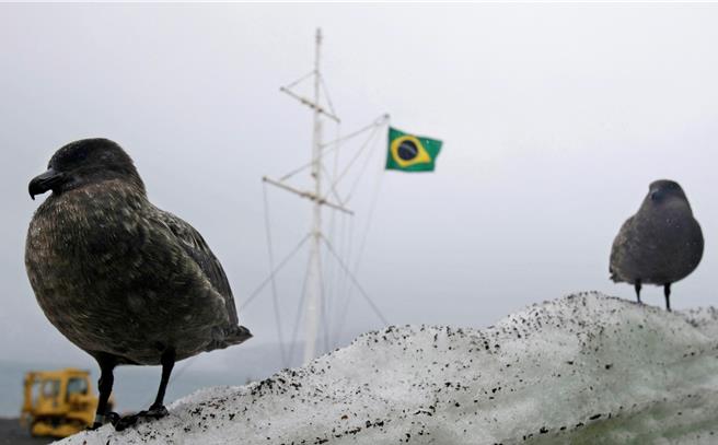 候鳥出現在巴西設於南極的研究站。（圖／路透社）