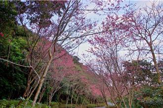 石碇早春山櫻滿開 走訪秘境感受生態風情