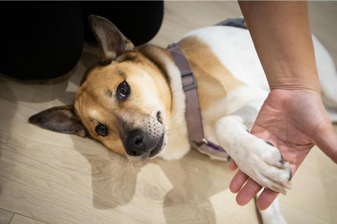 7歲的花生曾受海關的農產品檢疫訓練，擁有極佳的穩定性和親人特質，是「家人時光」點檯率最高的明星。（袁庭堯攝）