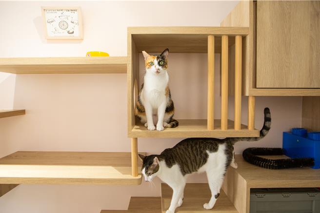 貓貓三班成員碧玉（左）及閃靈。（袁庭堯攝）