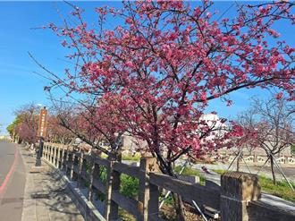 「泰安櫻花季」25日開跑 12天交通管制看這邊