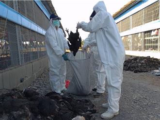 屏東傳今年首起禽流感 過年期間撲殺9583隻黑羽土雞