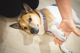 動物學校漸進式認養 降低棄養率