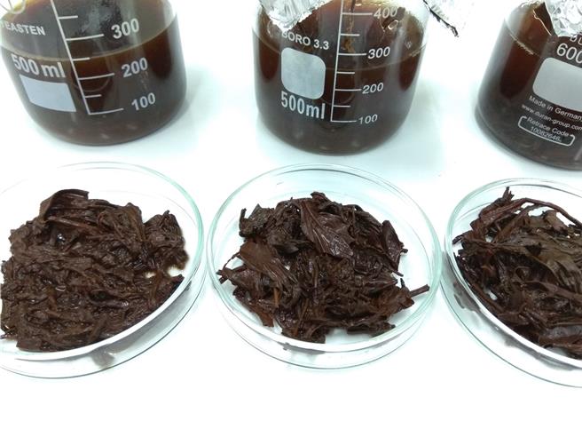 紅茶茶渣進行纖維酵素分解，上為紅茶萃取液，下為紅茶茶渣。（茶改場提供／蔡明亘桃園傳真）