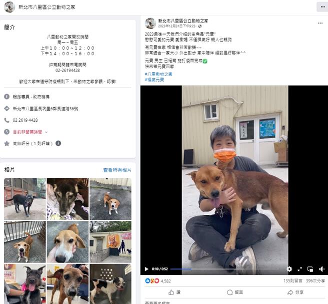 八里動物之家的招牌萌犬「元寶」，擁有超高人氣。（新北市動保處提供）