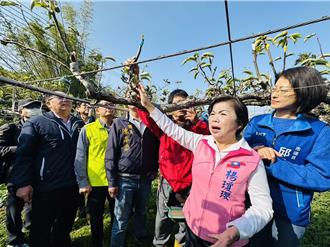 霸王寒流频来袭 台中梨农5次嫁接心淌血