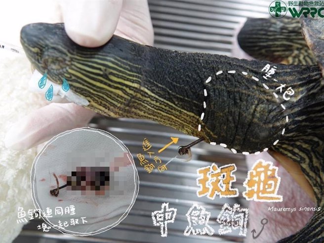 遭送往野生动物急救站的斑龟，其脖子遭鱼鉤由外往内刺入，兽医师惊呼「这是怎么中的啊？」（生多所野生动物急救站提供／杨静茹南投传真）
