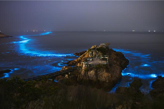 此生必看的藍眼淚夢幻絕景，整片藍色螢光海宛如仙境！（圖由馬管處提供、郭州宇攝）