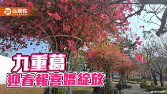 品觀點｜九重葛綻放高雄街道  熱情洋溢港都風情