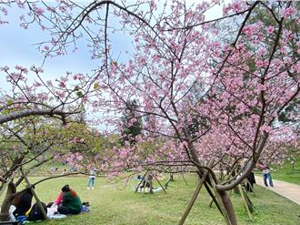 花季來臨860株櫻花盛開 新竹市區賞櫻景點全公開