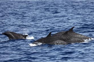 海保署公告鯨豚保育計畫 盼民眾共同守護鯨豚