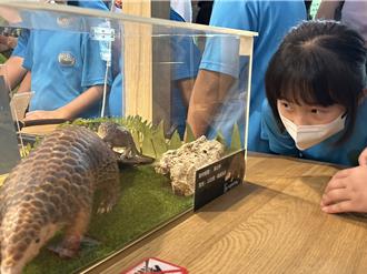 穿山甲保育特展曝蹤影分布變廣 專家：墾丁也出現了