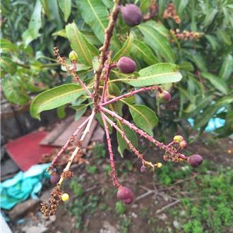 芒果鬧病蟲害分析結果出爐 屏縣府研議報請專案救助