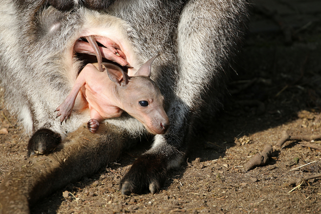 建築工人發現草地上躺著一隻粉色的無毛生物，不斷發出哀號聲。(圖:shutterstock/達志)