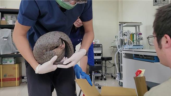 保育類穿山甲昨晚「光顧」台東縣關山鎮和平路某超商，店員請關山警及野灣動物醫院協助處置。（關山警察分局提供／蔡旻妤台東傳真）