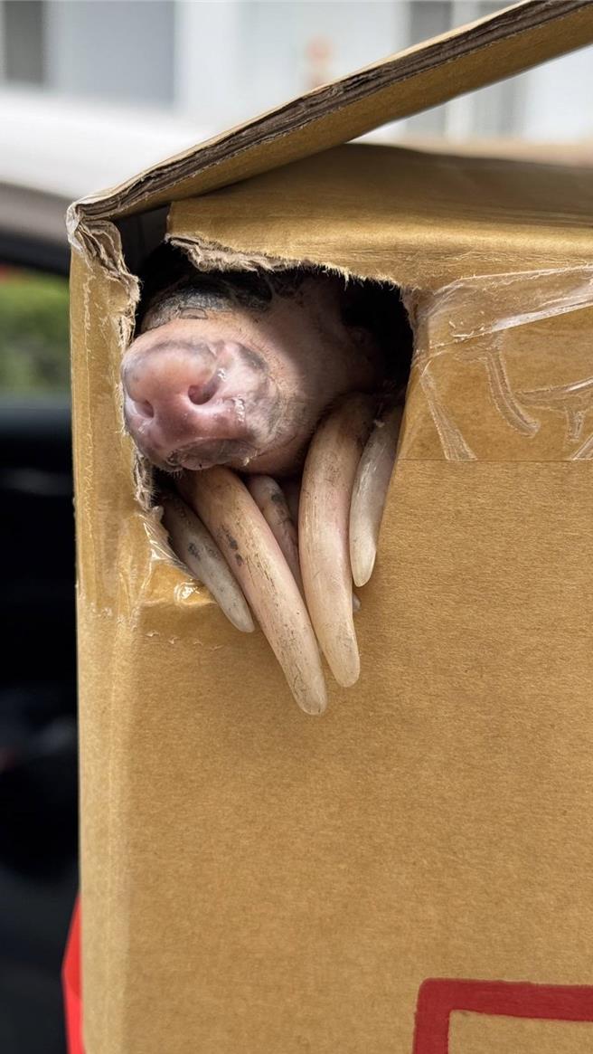 保育類穿山甲昨晚「光顧」台東縣關山鎮和平路某超商，店員請關山警及野灣動物醫院協助處置。（關山警察分局提供／蔡旻妤台東傳真）