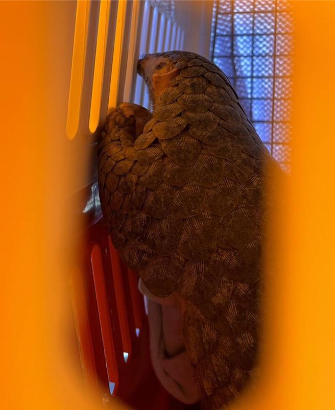 保育類穿山甲昨晚「光顧」台東縣關山鎮和平路某超商，店員請關山警及野灣動物醫院協助處置。（關山警察分局提供／蔡旻妤台東傳真）