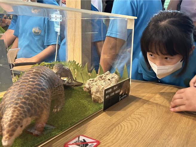 每年2月的第3個周六是世界穿山甲日，屏縣府邀請穿山甲專家孫敬閔在智慧農業學校推出穿山甲保育特展。（謝佳潾攝） 